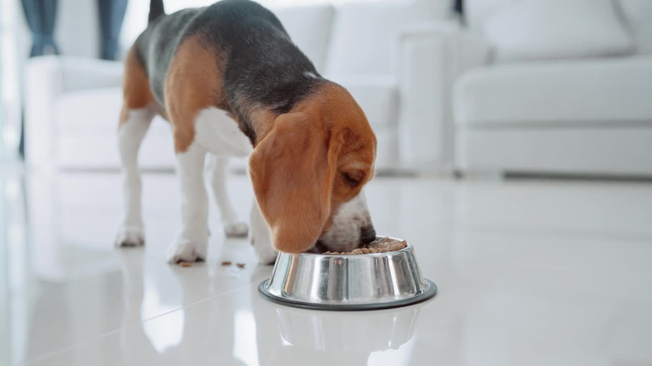 一只可爱的小猎犬小狗在房子地板上的碗里吃东西。萌宠概念视频素材