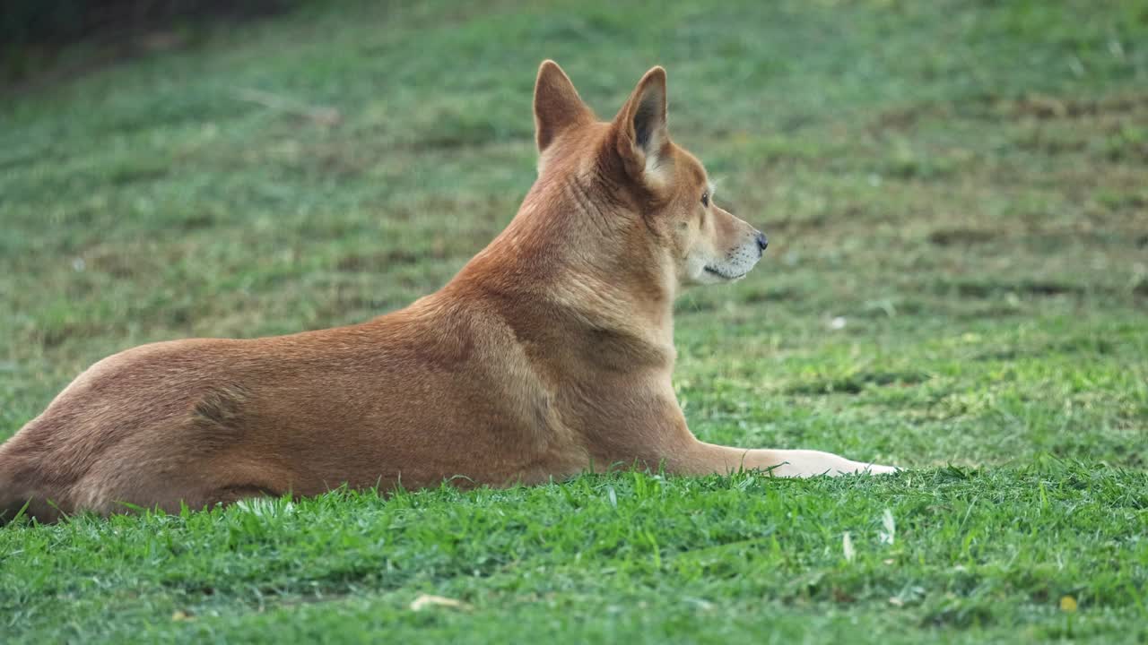 澳洲野狗在墨尔本动物园休息视频素材