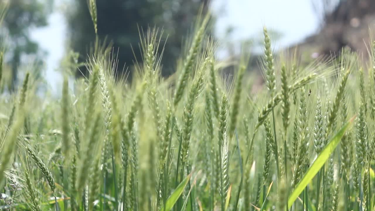 绿色麦田视频素材