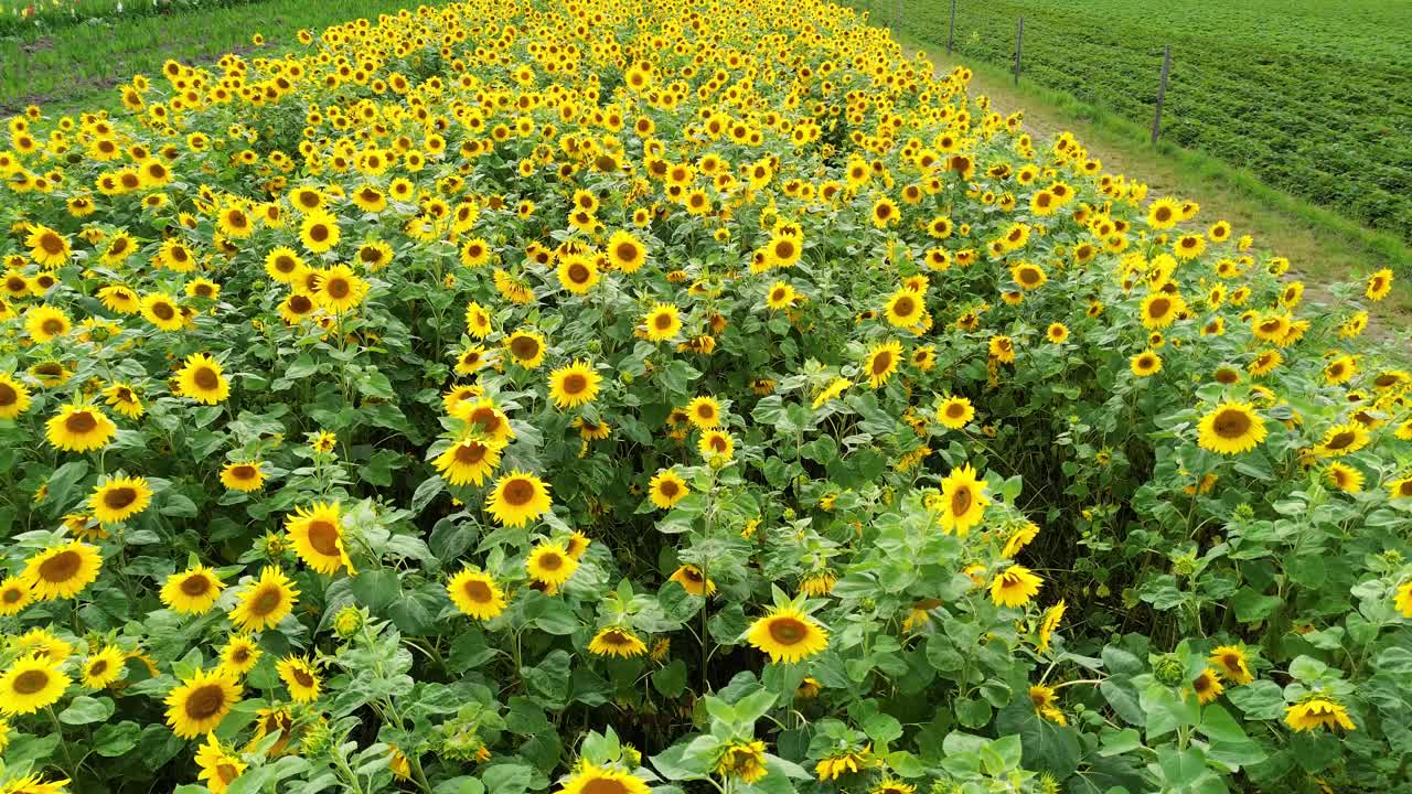 空中飞越向日葵田视频素材