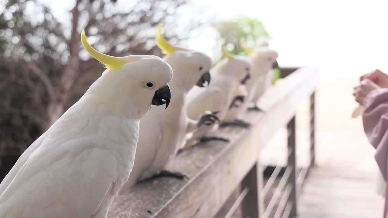 在大洋路喂凤头鹦鹉视频素材