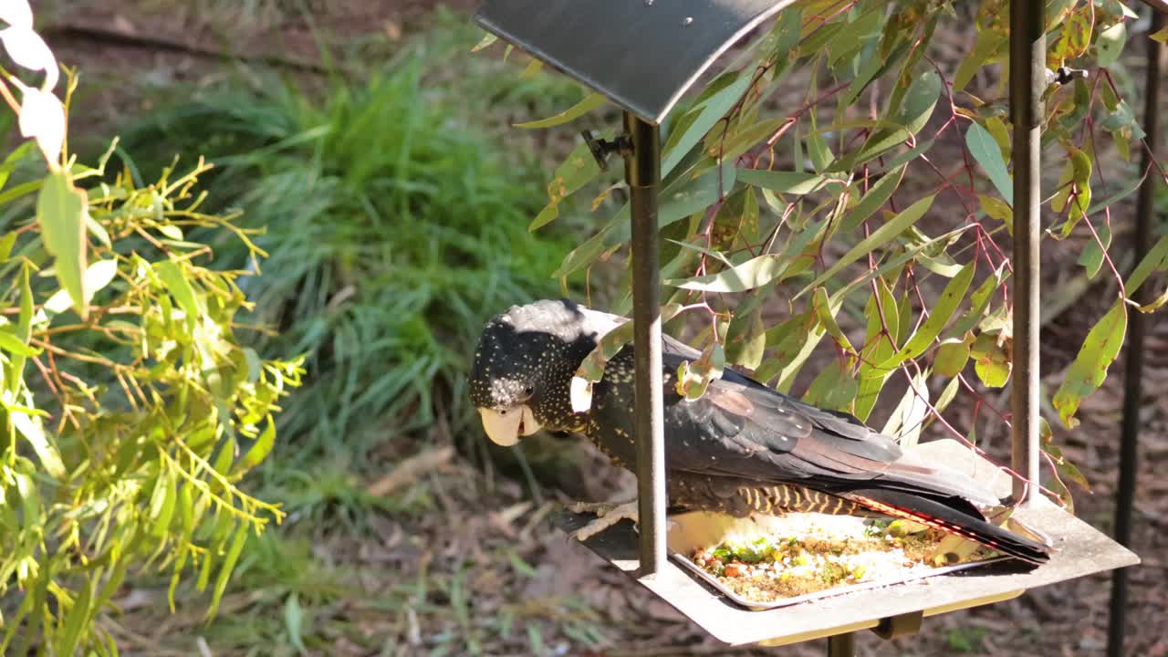 红尾黑凤头鹦鹉喂食视频素材