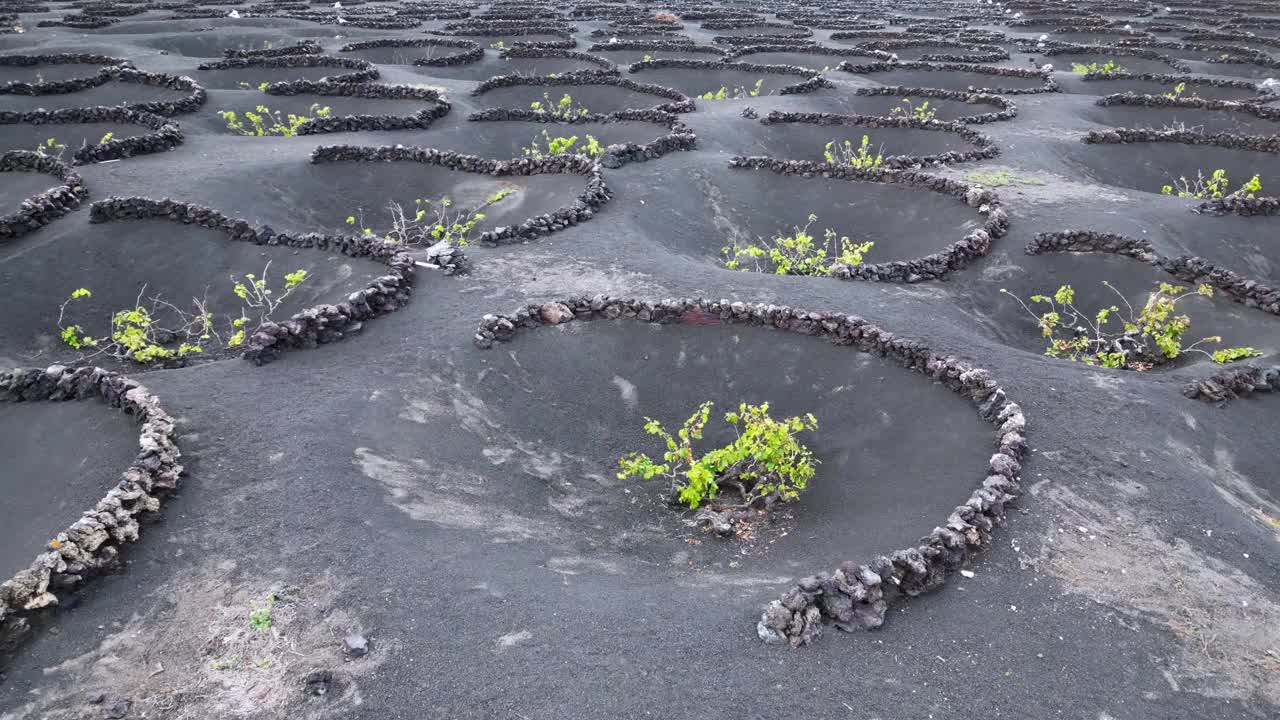 用黑色火山熔岩土种植葡萄藤和葡萄生产葡萄酒的葡萄园——西班牙兰萨罗特岛拉格里亚，加那利群岛，欧洲的地面上的圆圈的无人机早期视图。视频素材