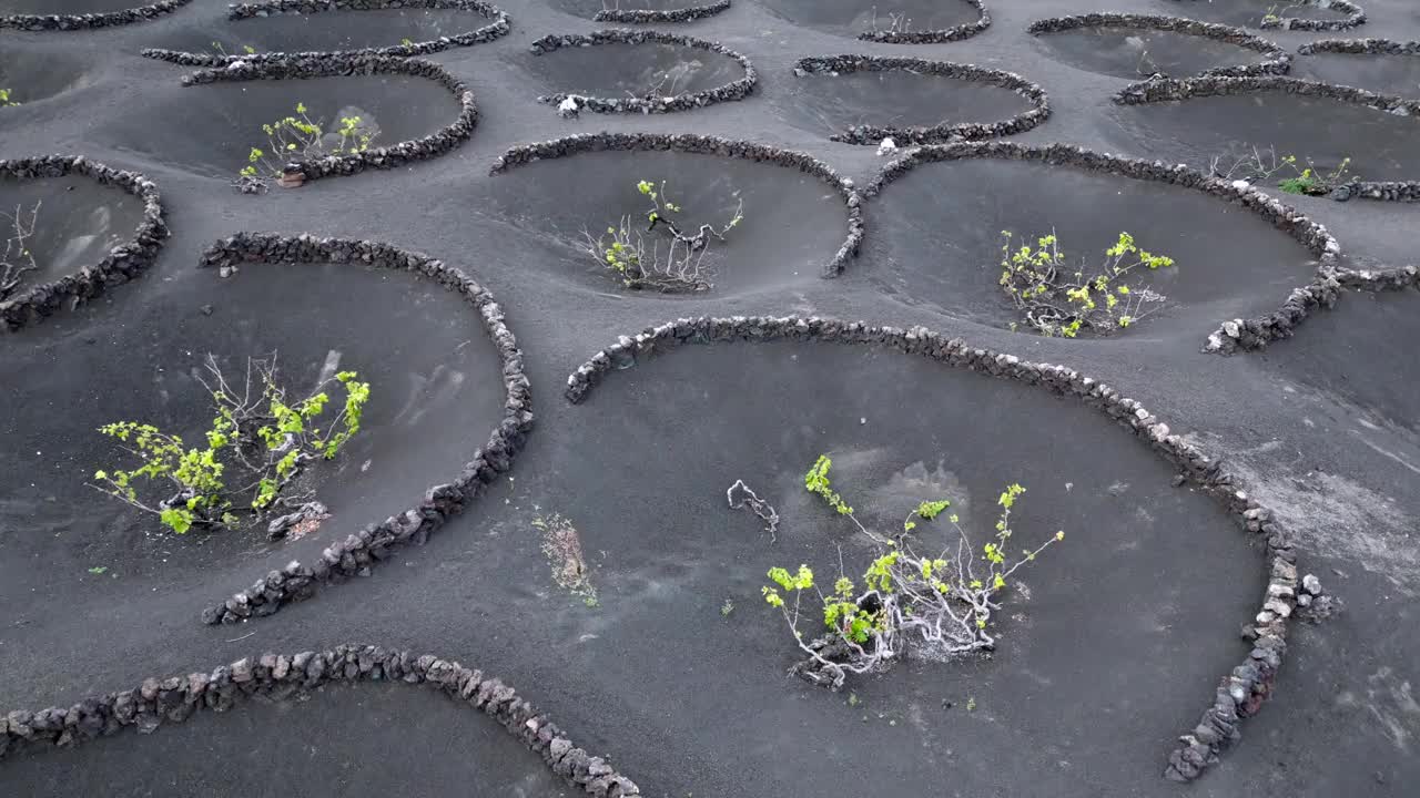 用黑色火山熔岩土种植葡萄藤和葡萄生产葡萄酒的葡萄园——西班牙兰萨罗特岛拉格里亚，加那利群岛，欧洲的地面上的圆圈的无人机早期视图。视频素材