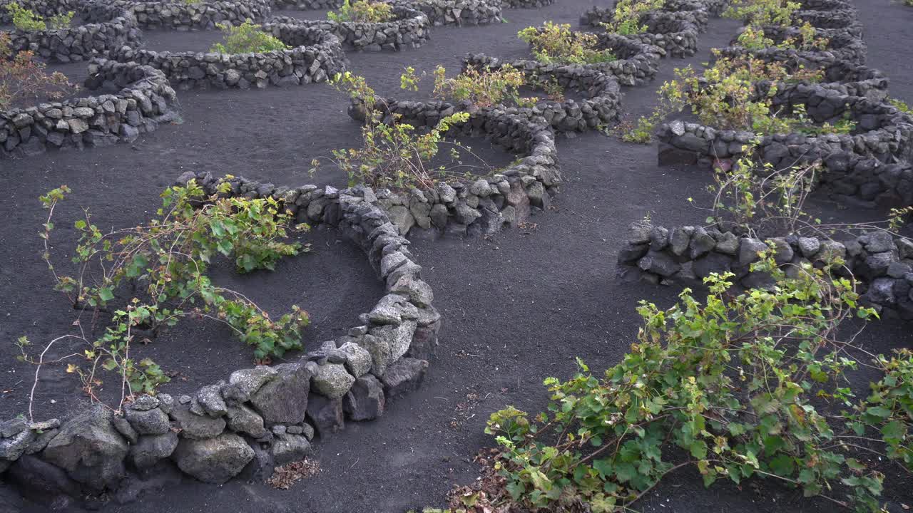 用黑色火山熔岩土种植葡萄藤和葡萄生产葡萄酒的葡萄园——西班牙兰萨罗特岛拉格里亚，加那利群岛，欧洲的地面上的圆圈的无人机早期视图。视频素材