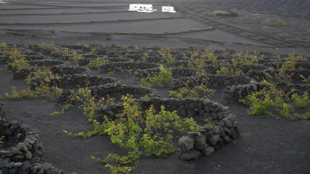 用黑色火山熔岩土种植葡萄藤和葡萄生产葡萄酒的葡萄园——西班牙兰萨罗特岛拉格里亚，加那利群岛，欧洲的地面上的圆圈的无人机早期视图。视频素材