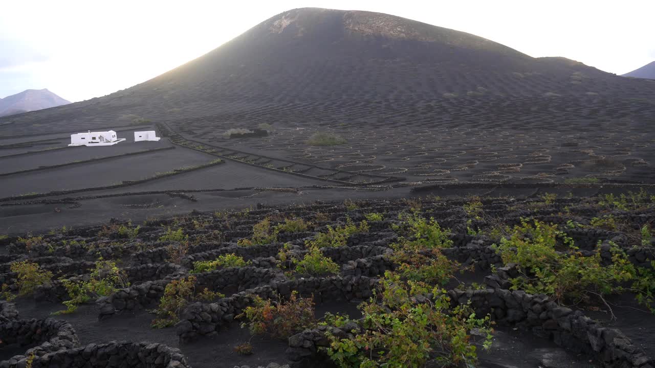 用黑色火山熔岩土种植葡萄藤和葡萄生产葡萄酒的葡萄园——西班牙兰萨罗特岛拉格里亚，加那利群岛，欧洲的地面上的圆圈的无人机早期视图。视频素材