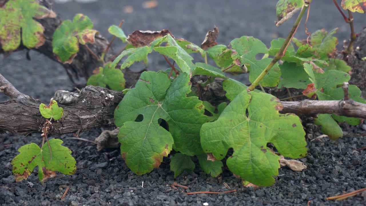 用黑色火山熔岩土种植葡萄藤和葡萄生产葡萄酒的葡萄园——西班牙兰萨罗特岛拉格里亚，加那利群岛，欧洲的地面上的圆圈的无人机早期视图。视频素材