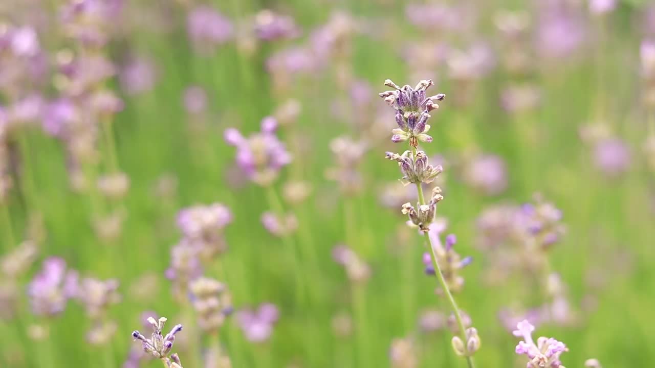 薰衣草，花朵特写视频素材