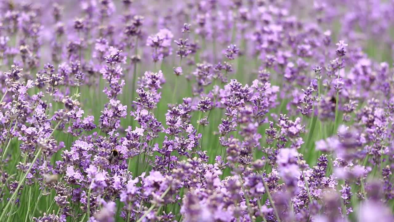 薰衣草，花朵特写视频素材