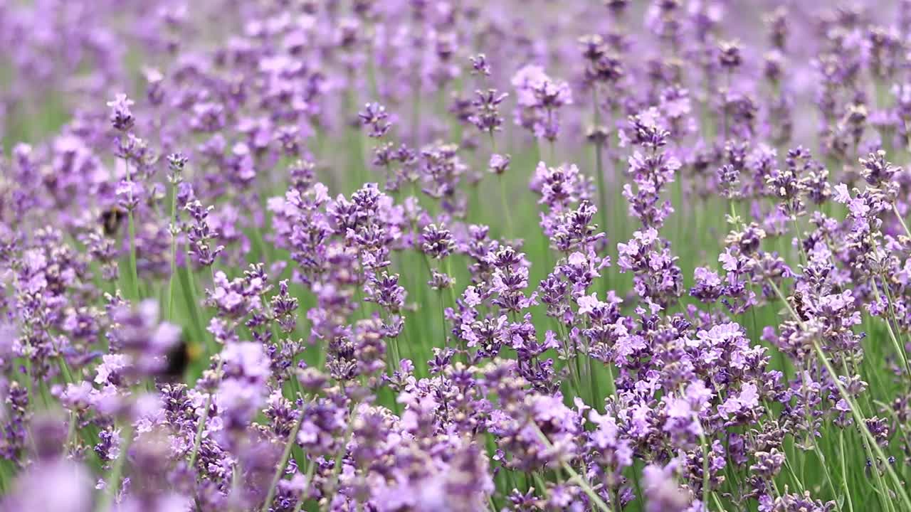 薰衣草，花朵特写视频素材