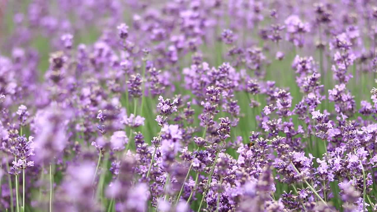 薰衣草，花朵特写视频素材