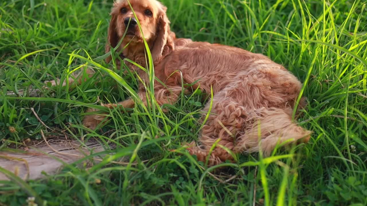 可卡犬躺在草地上视频素材