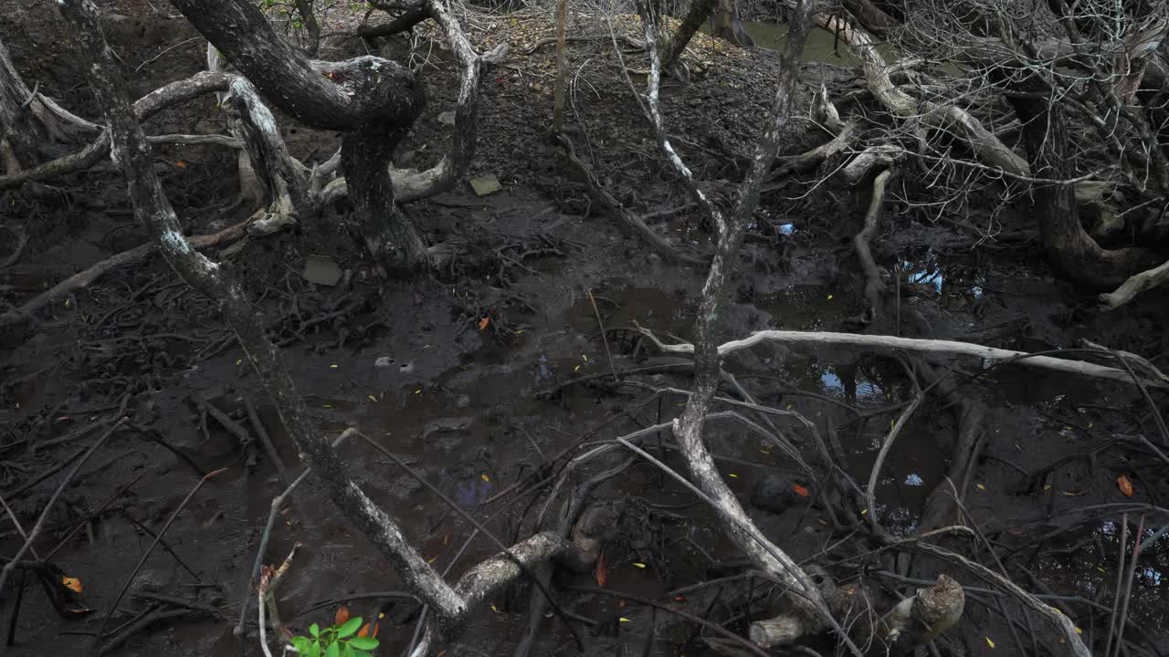 绿色风光的热带雨林红树林背景视频下载