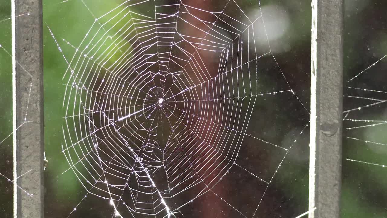 有水滴的蜘蛛网视频素材