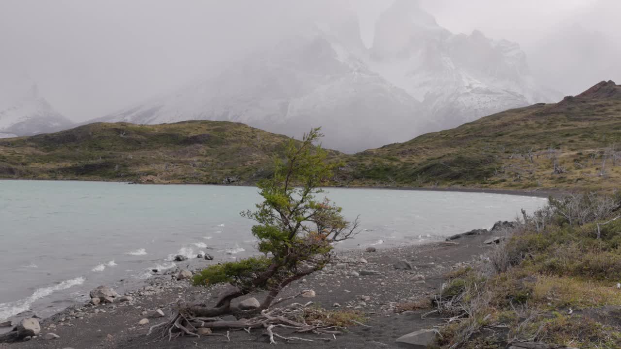 在largo nordenskjold海岸的小山毛榉树视频素材