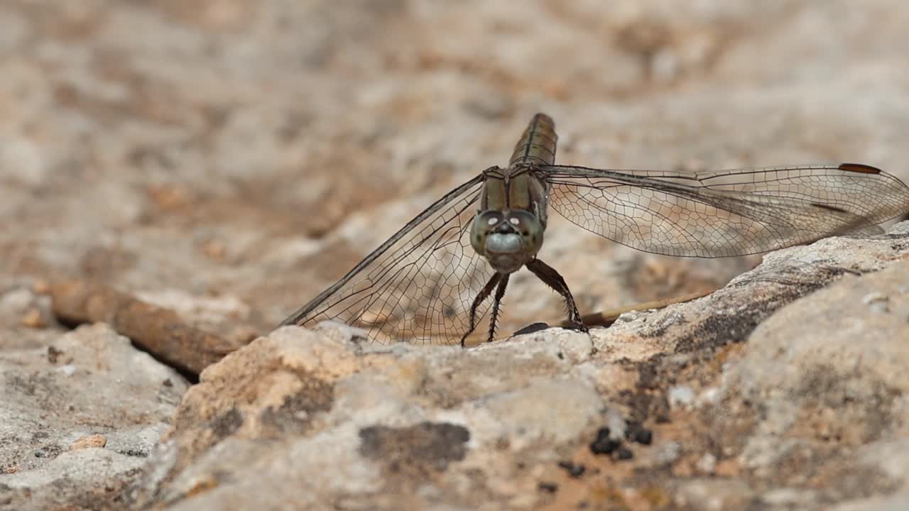 蜻蜓Orthetrum brunneum雌蜻蜓在岩石上看着相机，然后飞走了视频素材