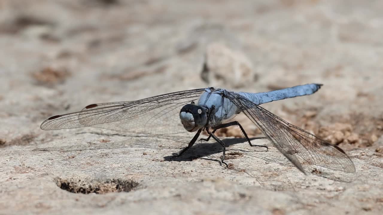 蜻蜓Orthetrum brunneum在岩石上的特写，它转过头飞走了视频素材