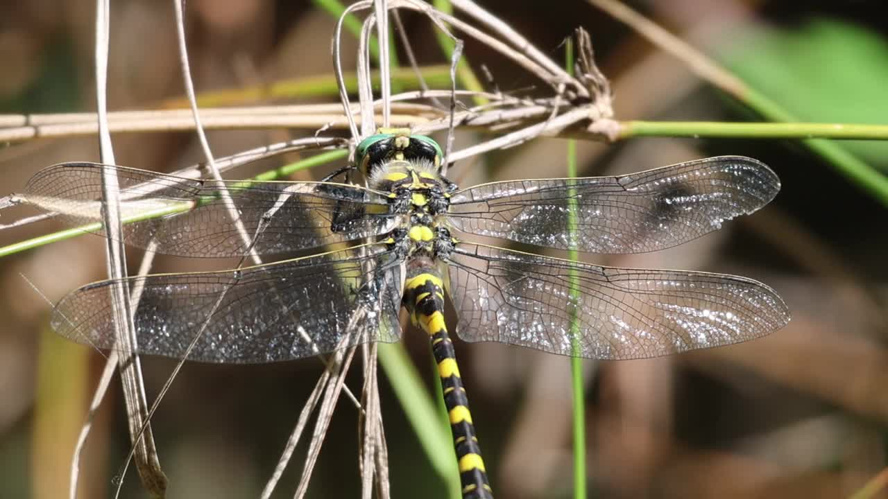 老虎蜻蜓的特写，Cordulegaster boltonii, Alcoy，西班牙视频素材