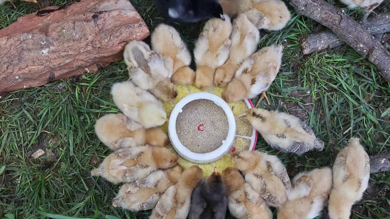 在农村农场，几只小鸡正在吃一个特殊的喂食器。视频下载