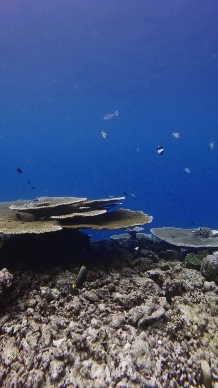 深海的风景，珊瑚和热带鱼在蓝色的海洋。垂直镜头视频素材