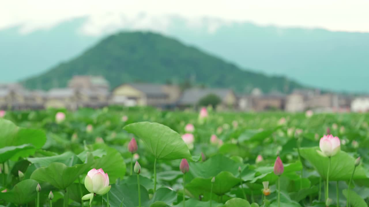 日本农场村，荷塘风光视频素材