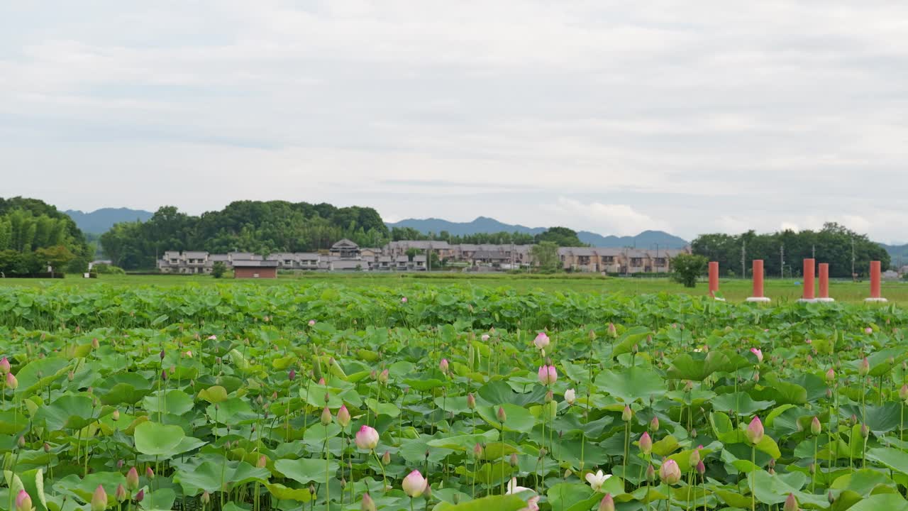 日本农场村，荷塘风光视频素材