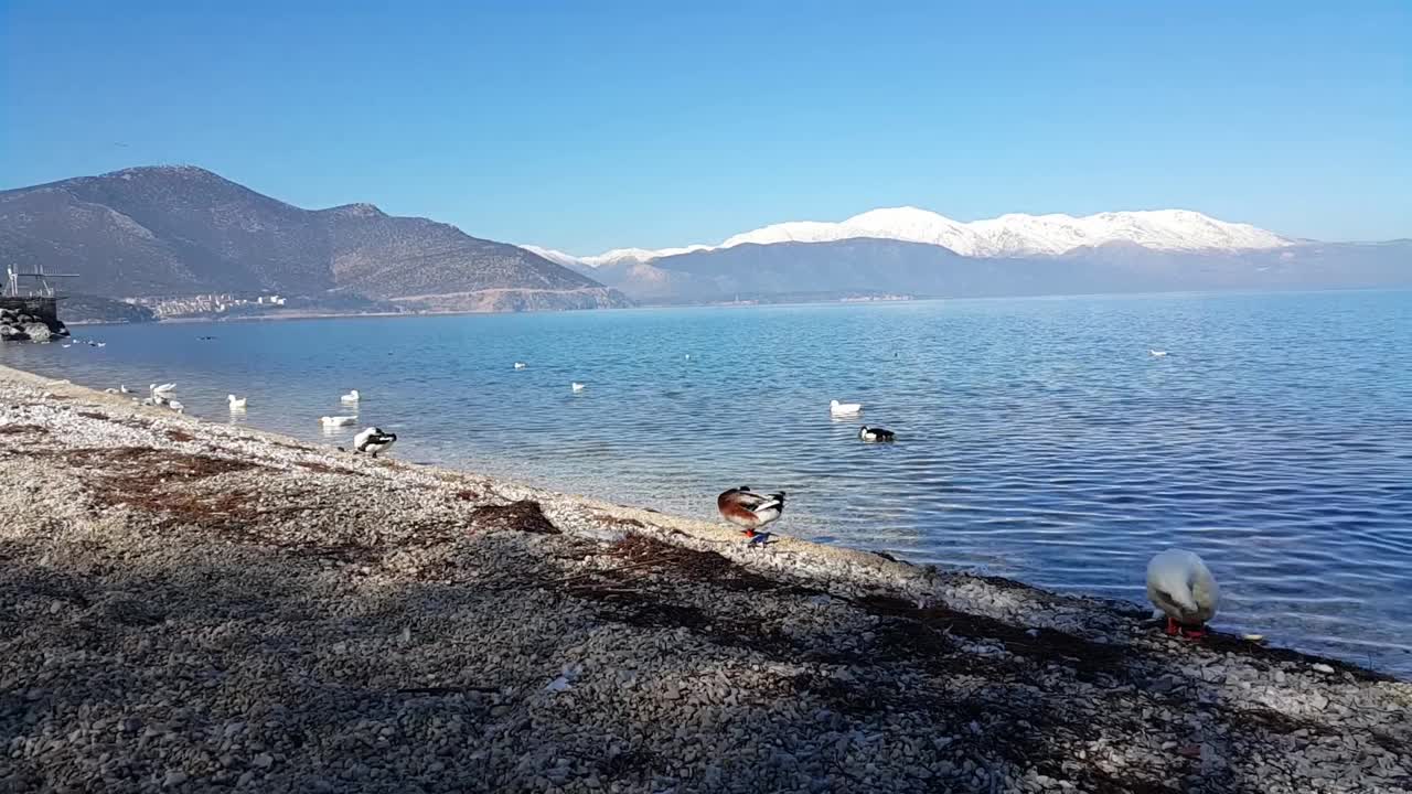 土耳其伊斯帕塔Eğirdir湖上的一群野鸭视频素材