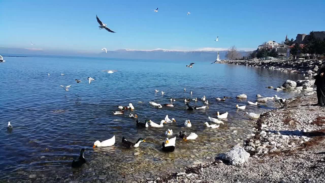 土耳其伊斯帕塔Eğirdir湖上的一群野鸭视频素材