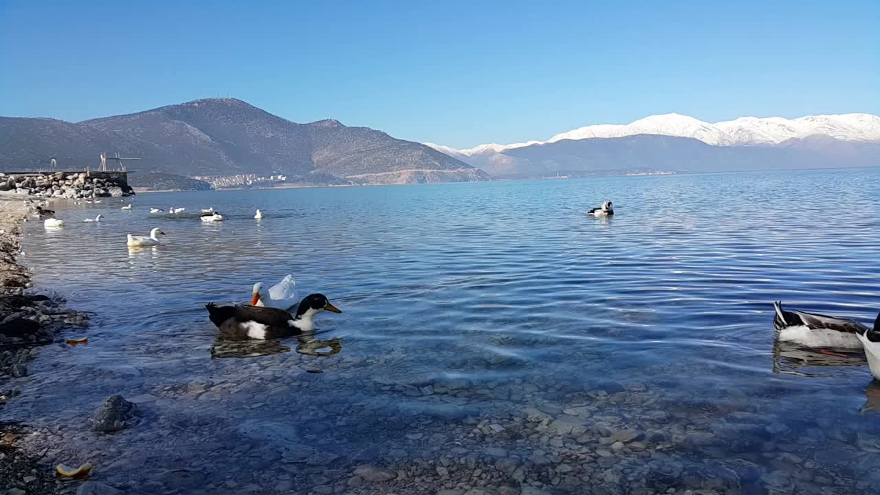 土耳其伊斯帕塔Eğirdir湖上的一群野鸭视频素材