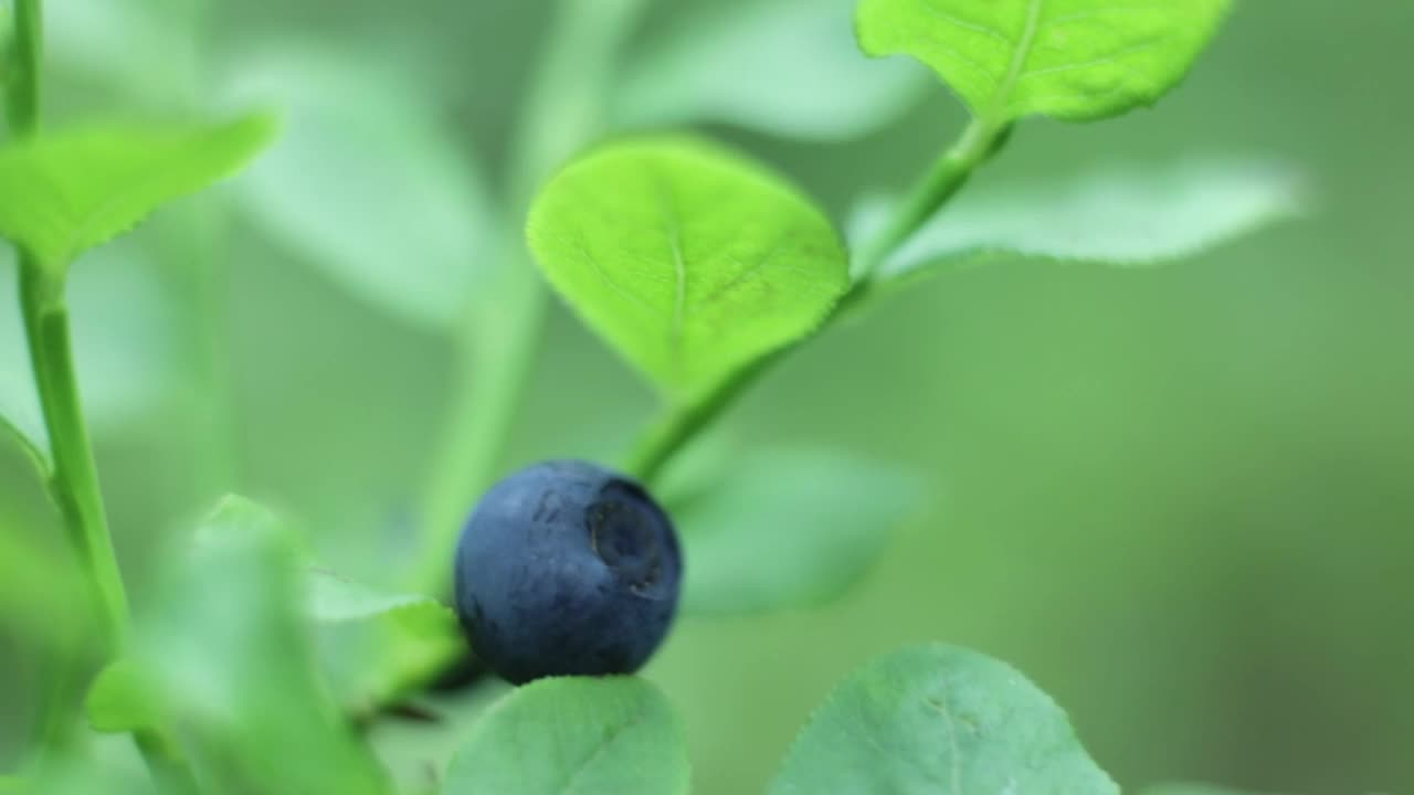 在森林里摘蓝莓视频素材