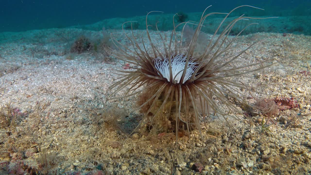 深海生物——海底的海葵视频素材