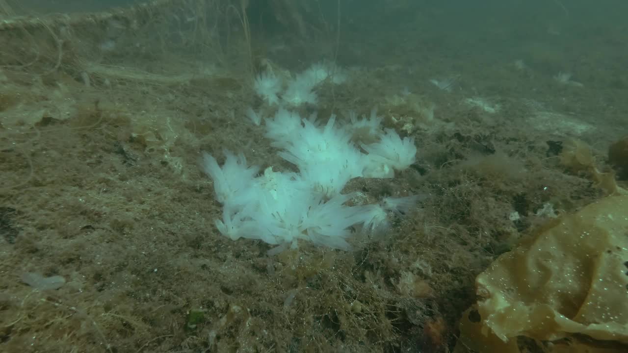 海鞘群透明的海鞘，生长在被褐藻和海带覆盖的海床上视频素材