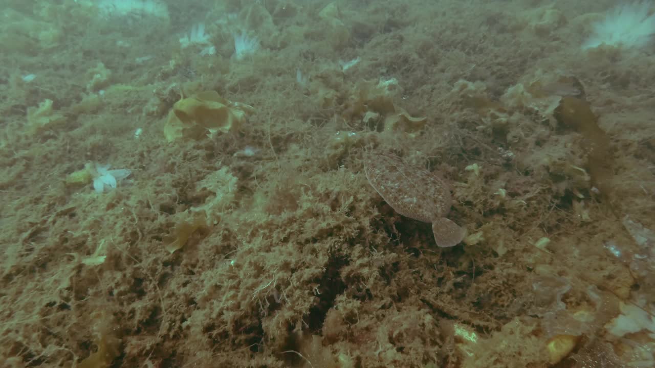 比目鱼在覆盖着褐藻和海鞘的海床上俯视图视频素材