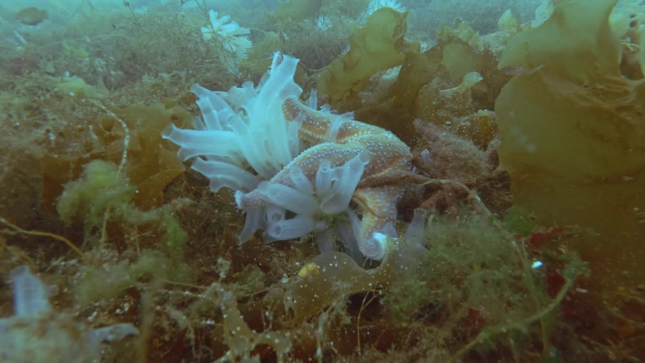 时间流逝，海星吃海鞘群落在海底覆盖的藻类视频素材