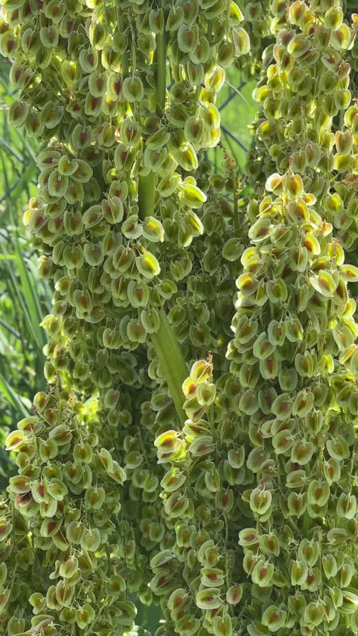 大黄植物抽苔视频素材