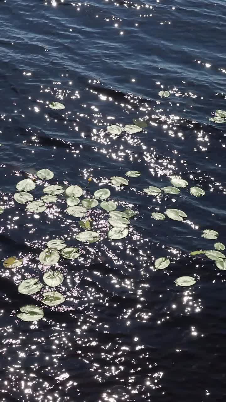 阳光在水面上闪烁着睡莲植物的叶子视频下载