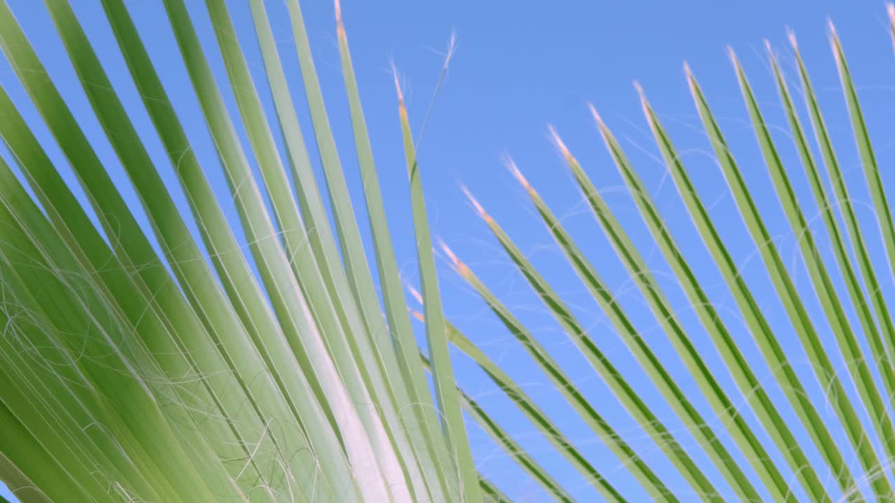 热带树叶非洲棕榈在风中优雅地摆动特写，自然美丽热带，热带气氛在广告旅行社，酒店，航空公司，食品和饮料，冲浪季节视频下载