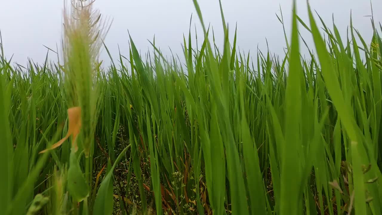 草在田野的雾里视频下载