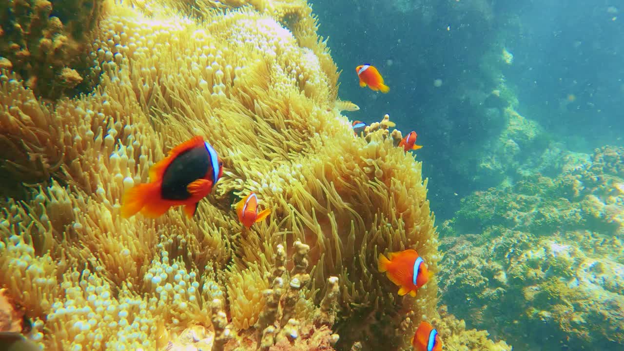 近距离拍摄一群黄色海葵和小丑鱼，在亚洲国家深蓝色背景的海底世界里，阳光照射下的珊瑚礁上自由地漫步视频素材