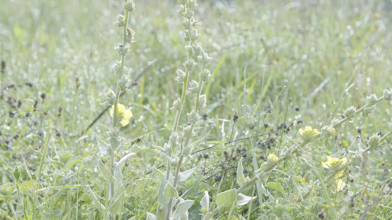 植物封闭，雨后，太阳视频下载