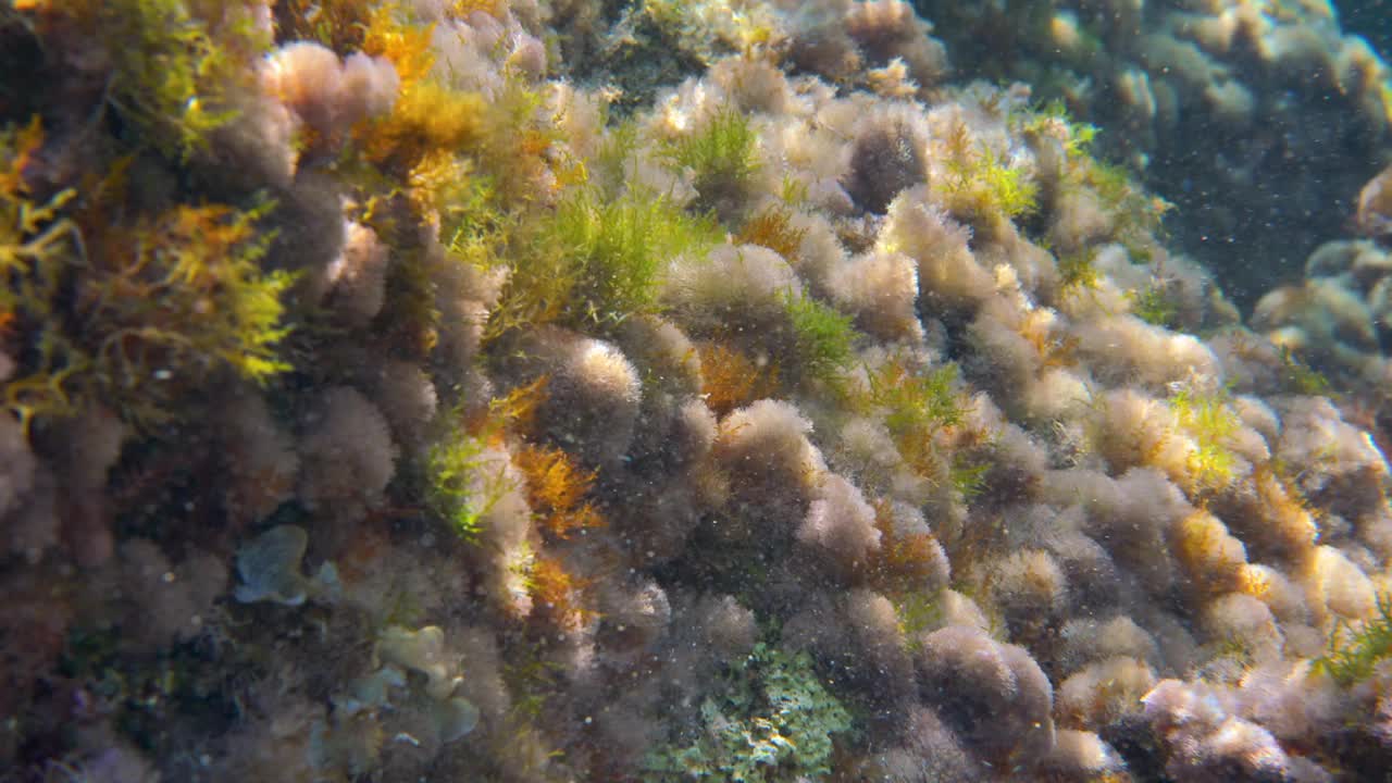 水下植物和藻类生长在靠近海面的岩石上——在希腊Limni浮潜视频下载