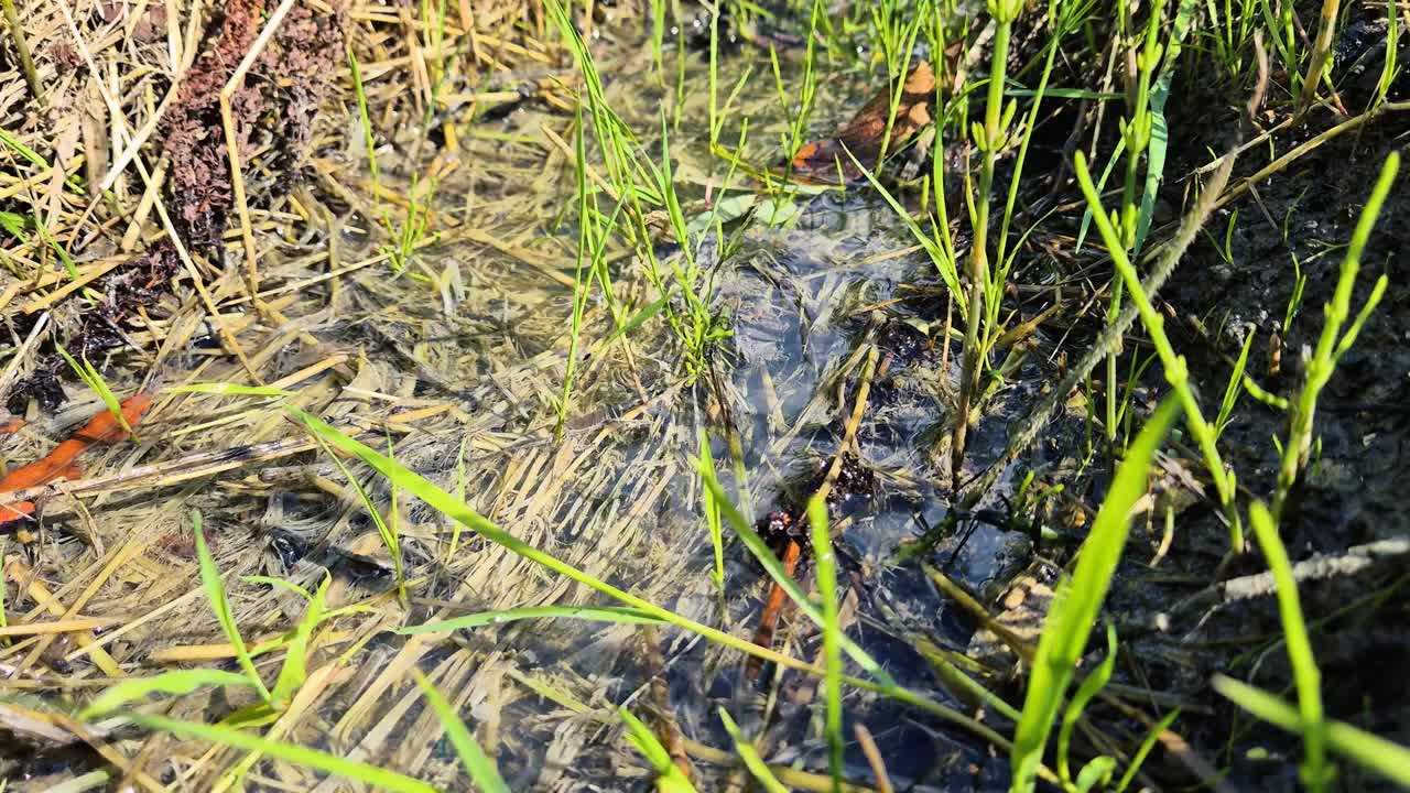 水在草地上流动。视频素材