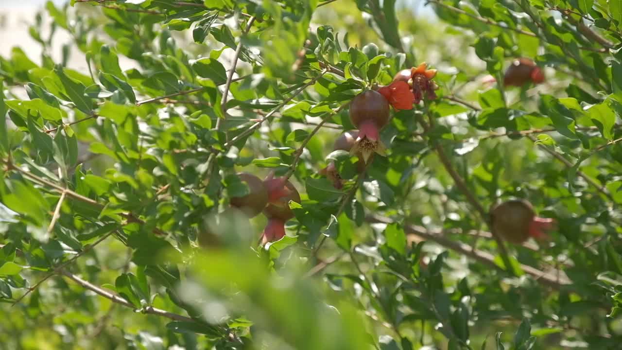 夏日里的石榴兰花视频素材