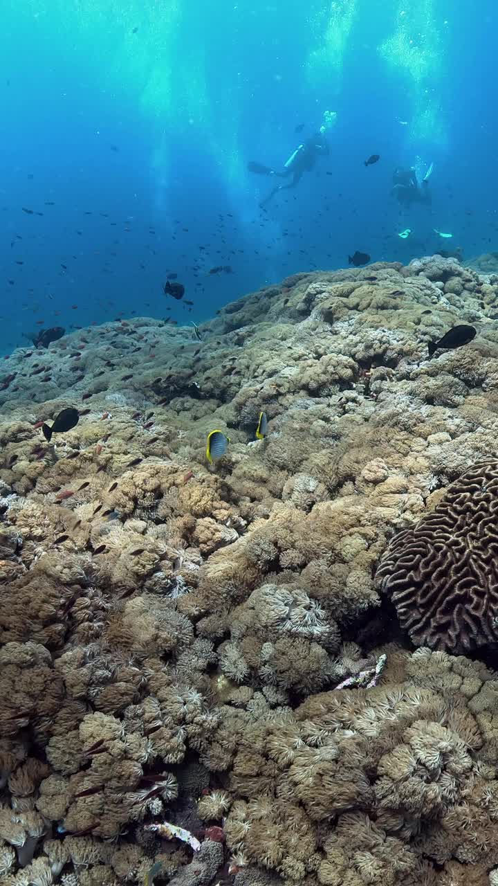 海洋生物视频素材