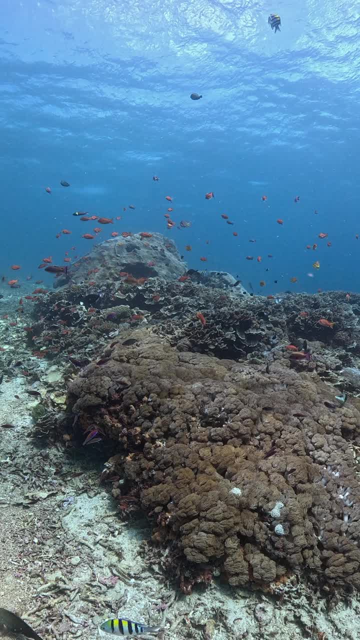 海洋生物视频素材