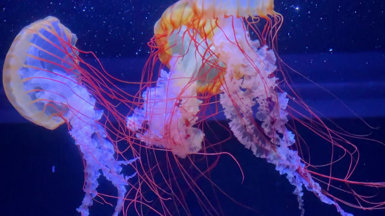 五颜六色的水母优雅地漂浮在蓝色灯光的水族馆里，展示着它们充满活力的触须视频素材