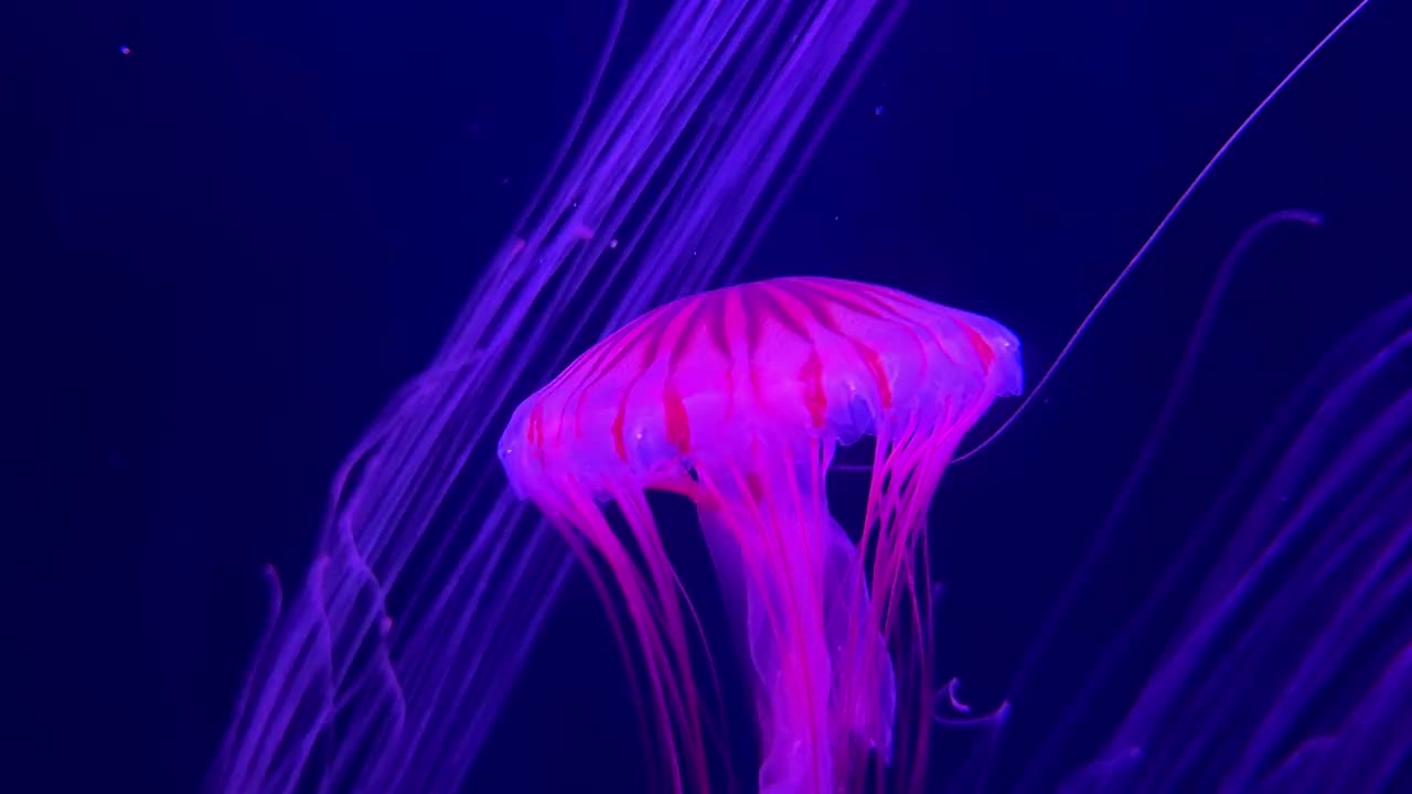 发光的水母在黑暗的水族箱中优雅地漂流，明亮的粉红色灯光突出了这一点视频素材