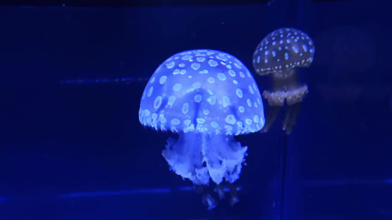 生物发光水母优雅地在黑暗的水族箱中游泳，在蓝光下发光视频素材