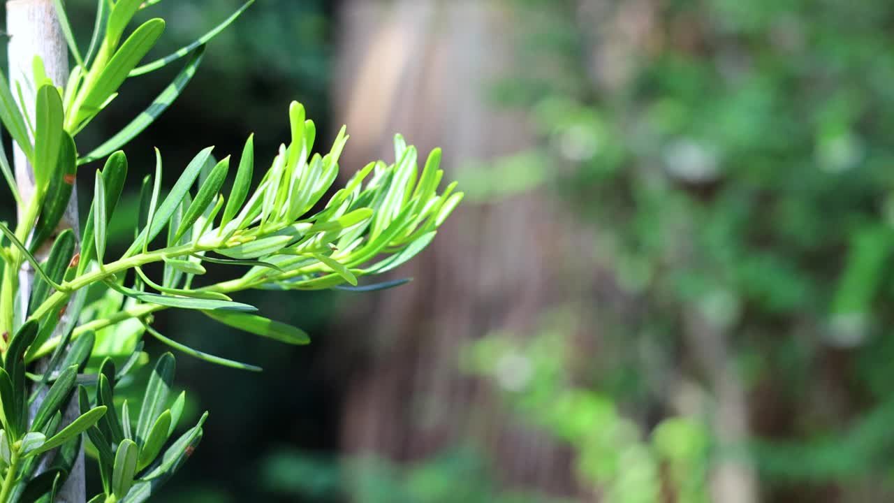 植物生长延时视频素材